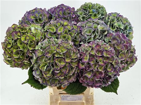 <h4>Hydr Cl M Roy Secr</h4>