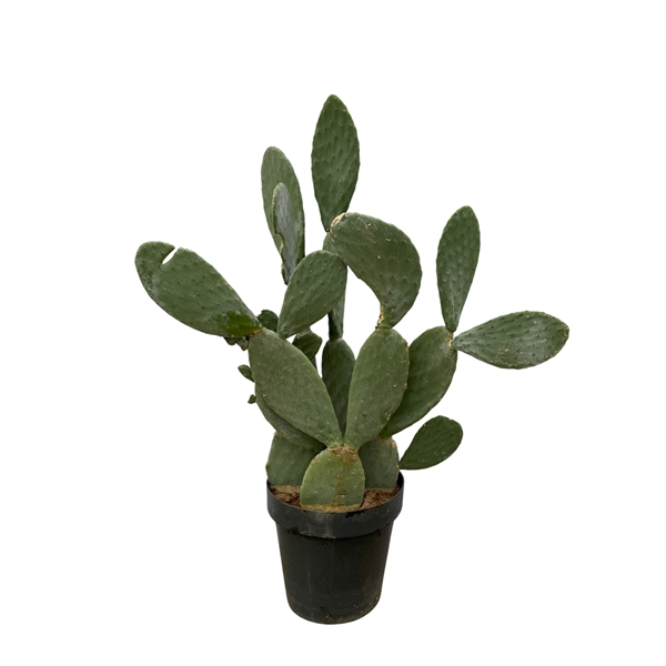 <h4>Opuntia Cactus - 120cm</h4>