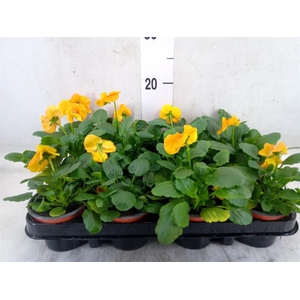 Viola wr. 'Alpha Orange'