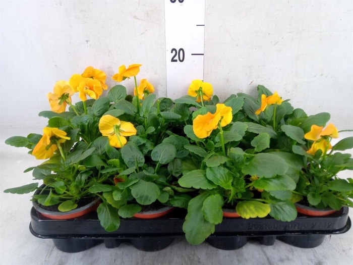 <h4>Viola wr. 'Alpha Orange'</h4>