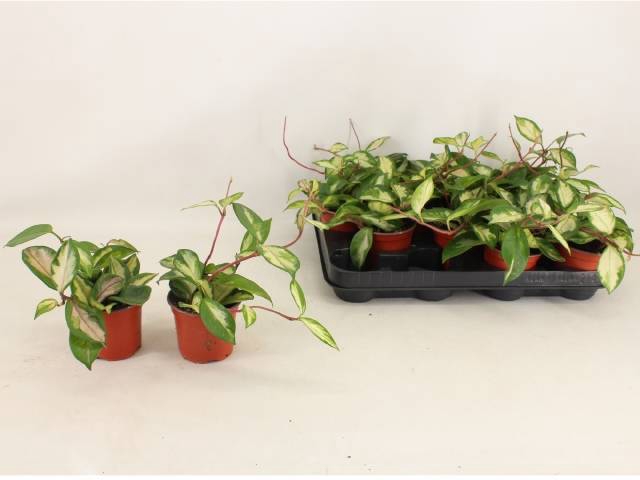 <h4>HOYA C TRICOLOR</h4>
