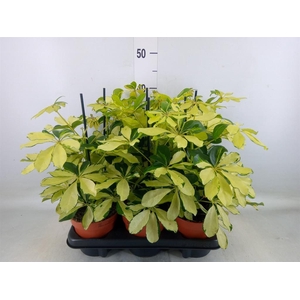 Schefflera arbor. 'Melanie'