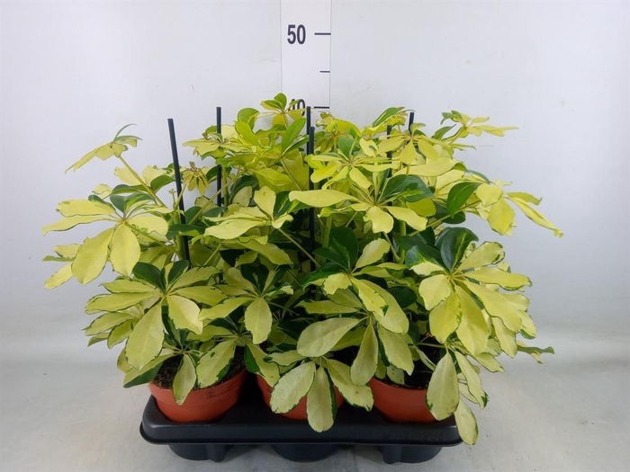 <h4>Schefflera arbor. 'Melanie'</h4>