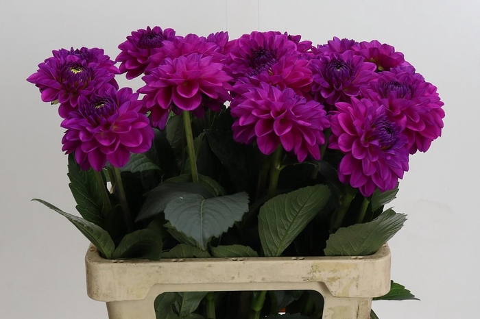 <h4>Dahlia Stratos</h4>