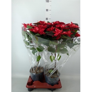 Euphorbia pulc. 'Fantasy Star'