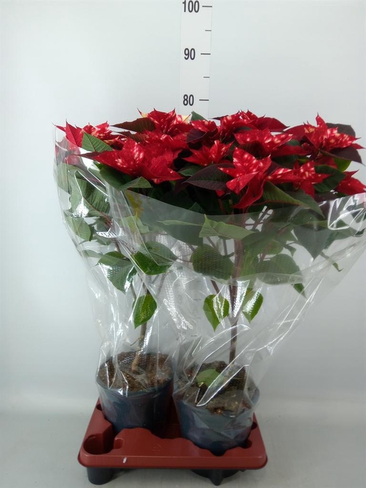 <h4>Euphorbia pulc. 'Fantasy Star'</h4>