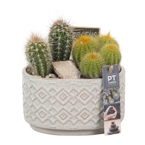 PTCT4623 Arrangementen Cactus