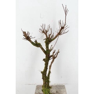 COTINUS STRONK 80/90CM