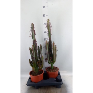 Euphorbia trigona 'Rubra'