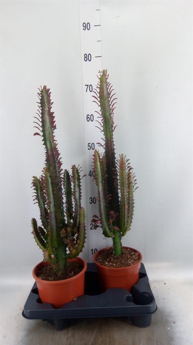 <h4>Euphorbia trigona 'Rubra'</h4>