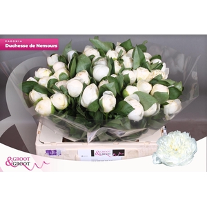 PAEO L DUCHES D NEMO