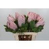 Protea Cynaroides
