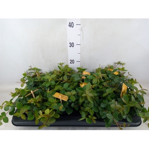 Peperomia  'Rocca Scuro'