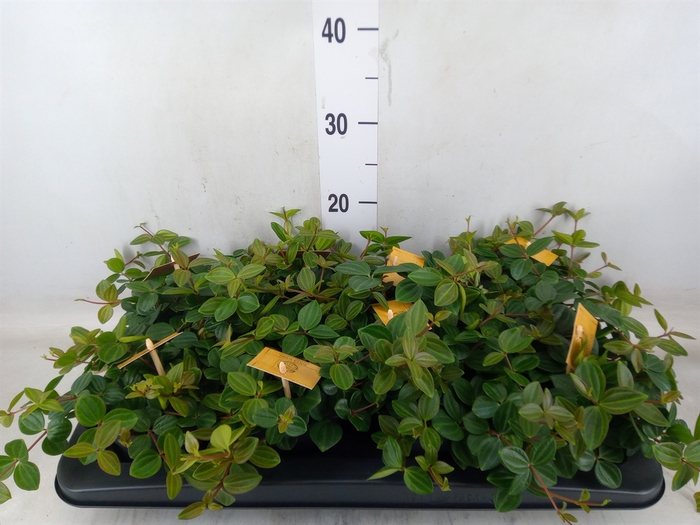 <h4>Peperomia  'Rocca Scuro'</h4>