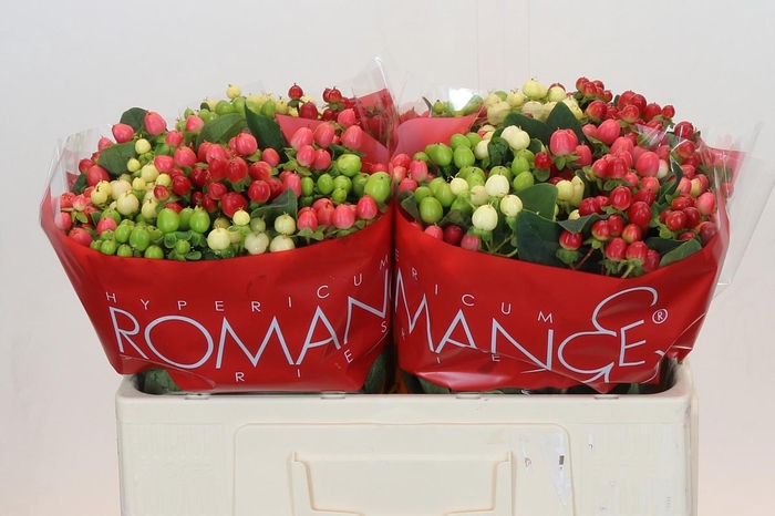 Hypericum Rainbow Romance