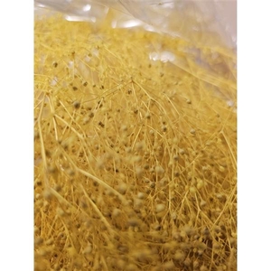 GESTABILISEERD GYPS MILLION STAR LICHTGEEL