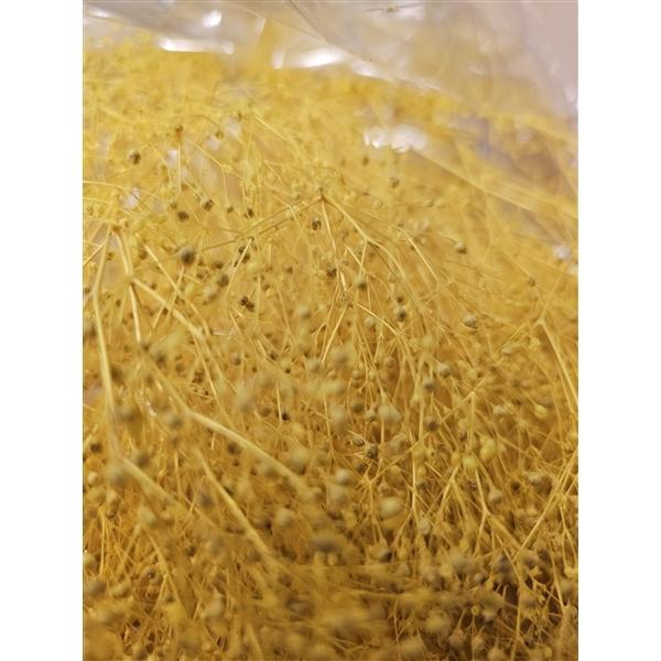 <h4>GESTABILISEERD GYPS MILLION STAR LICHTGEEL</h4>