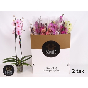 PHAL GEM 10 KL