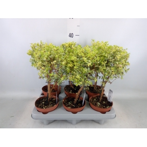 Myrtus communis 'Variegata'