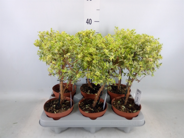 <h4>Myrtus communis 'Variegata'</h4>