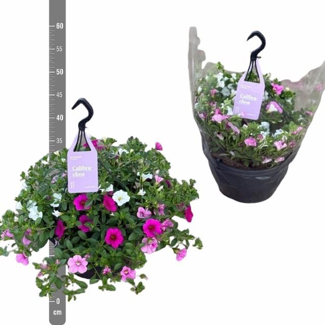 <h4>Calib Tr Tricolore</h4>