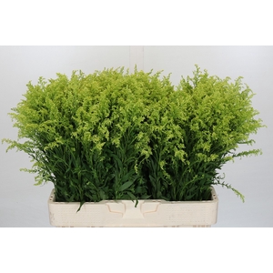 Solidago Tara Gold