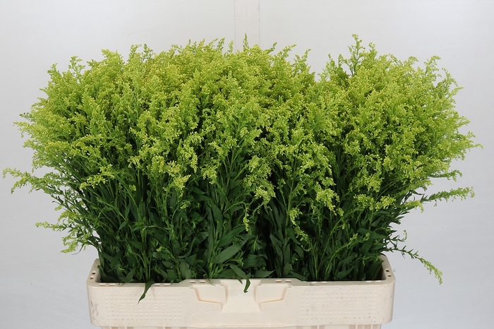 Solidago Tara Gold