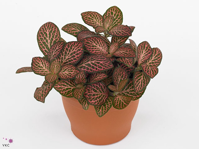 FITTONIA MISTRAL 12 CM