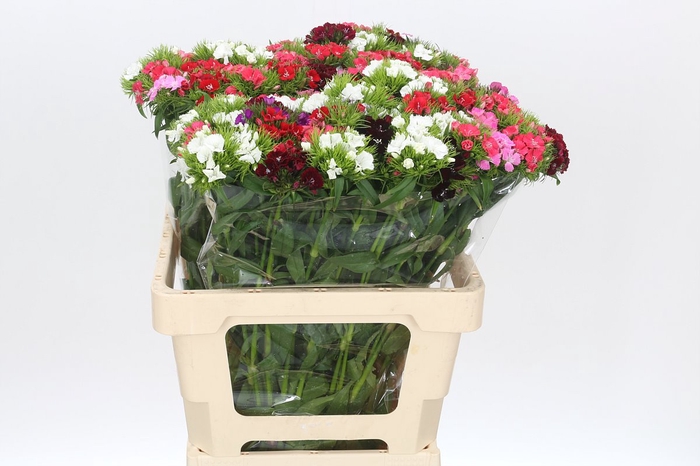 <h4>Dianthus Br Mix Rainbow</h4>