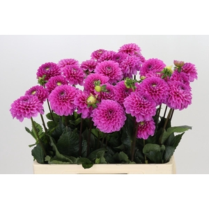 Dahlia Happy Hour