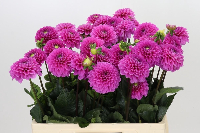 <h4>Dahlia Happy Hour</h4>