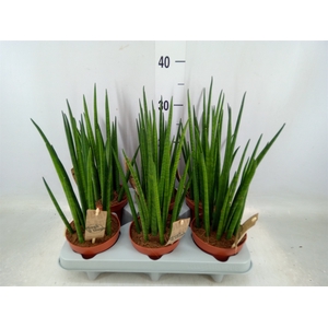 Sansevieria bacularis