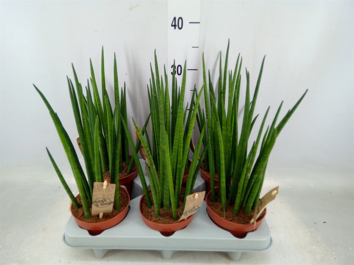 <h4>Sansevieria bacularis</h4>