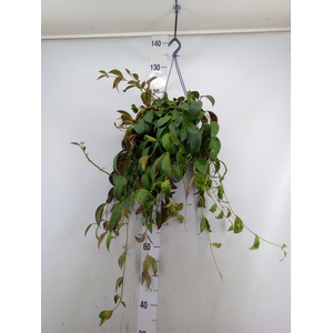 Aeschynanthus marmoratus