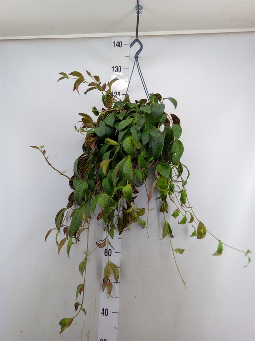 <h4>Aeschynanthus marmoratus</h4>
