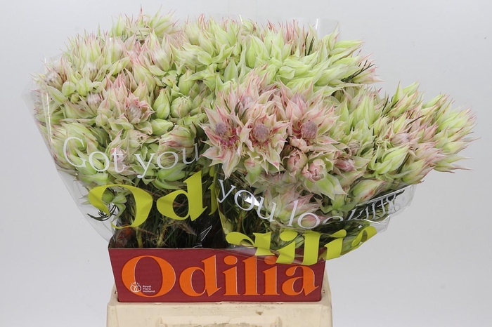 <h4>Blushing Bride 10+ Flowers</h4>
