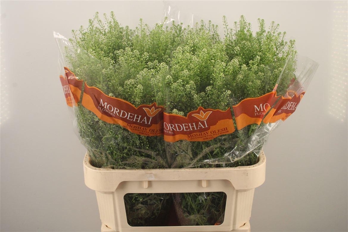 <h4>Lepidium Green Bell</h4>