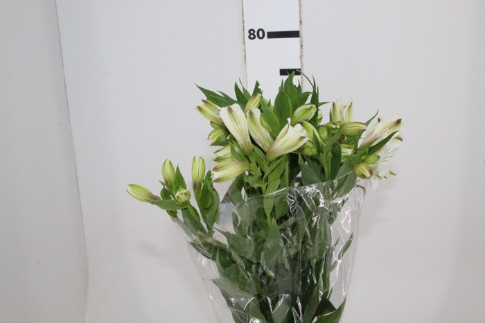 <h4>ALSTROEMERIA WHITNEY 080 CM</h4>