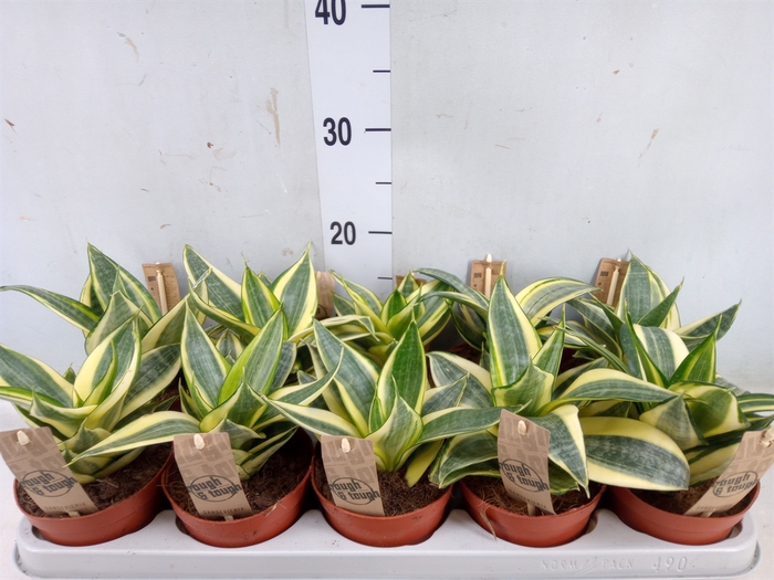 <h4>Sansevieria trifa. 'Golden Hahnii'</h4>