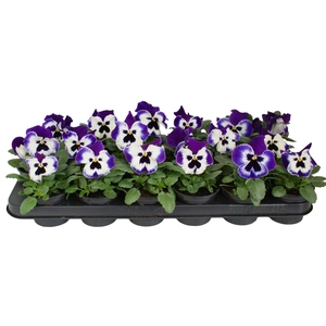 Viool F1 wit / paarse vlag p9