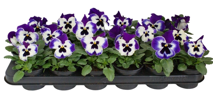 <h4>Viool F1 wit / paarse vlag p9</h4>