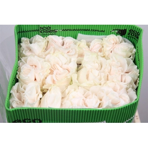 R Gr Cotton X-pression Ec