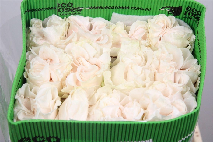 <h4>R Gr Cotton X-pression Ec</h4>