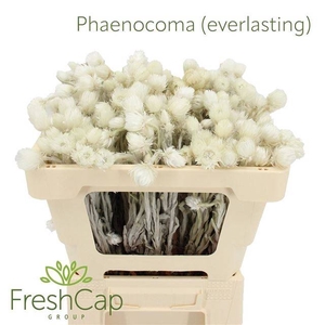 PHAENOCOMA PROLIFERA