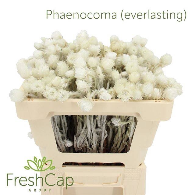 <h4>PHAENOCOMA PROLIFERA</h4>