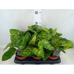 Homalomena wal. 'Camouflage'