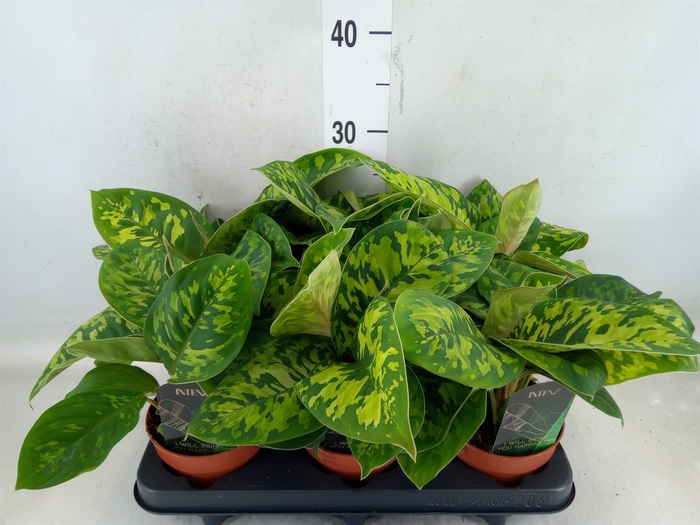 <h4>Homalomena wal. 'Camouflage'</h4>