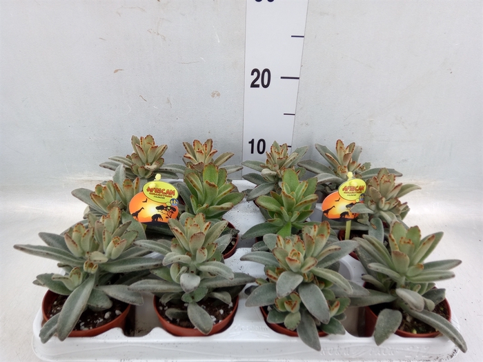 <h4>Kalanchoe NF tomentosa</h4>