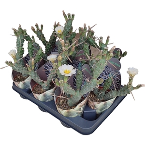 TEPHROCACTUS ARTICULATUS SYRINGACANTHUS - POT Ø 10,5 - COLLECTION WITH POTCOVER4 (CACTUS)