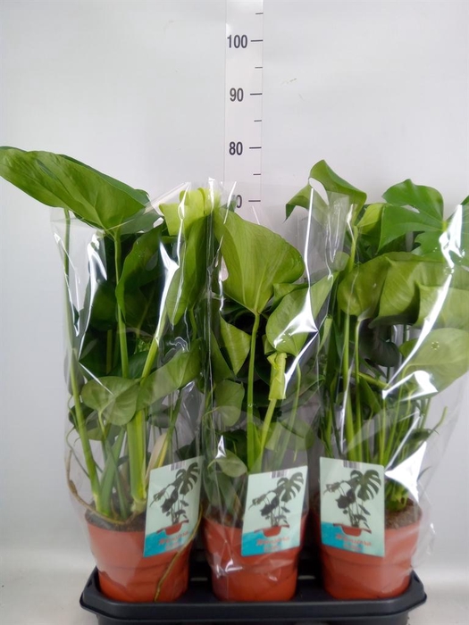 <h4>Monstera delic.</h4>